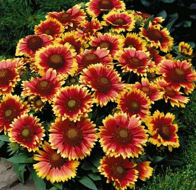 【天人菊怎么養(yǎng)】小細節(jié)你可知道?