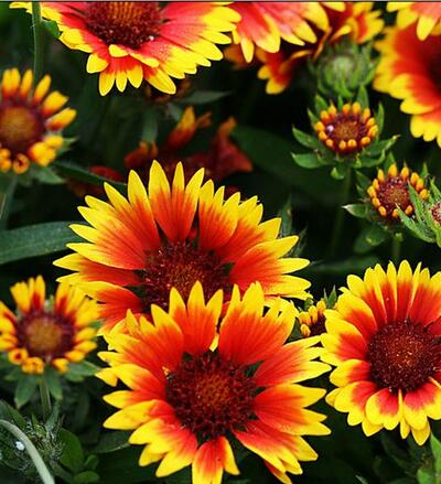 【天人菊怎么養(yǎng)】小細節(jié)你可知道?