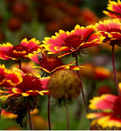 【天人菊怎么養(yǎng)】小細節(jié)你可知道?