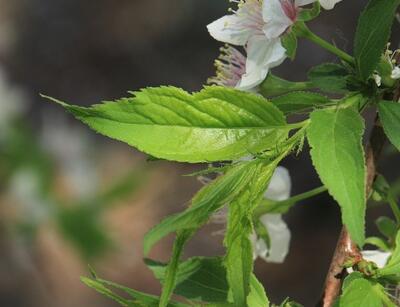 【郁李和麥李的區(qū)別】圖文對比