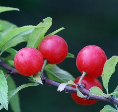【郁李和麥李的區(qū)別】圖文對比