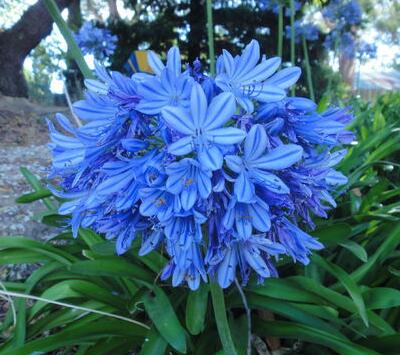 【百子蓮怎么養(yǎng)怎么越冬】專家告訴你