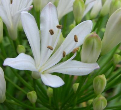 【百子蓮怎么養(yǎng)怎么越冬】專家告訴你