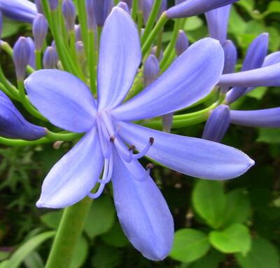 【百子蓮怎么養(yǎng)怎么越冬】專家告訴你