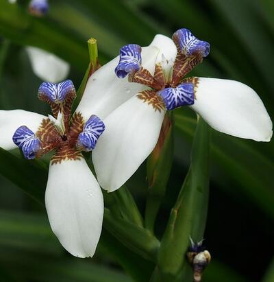 巴西鳶尾有毒為什么人們還是喜歡養(yǎng)？