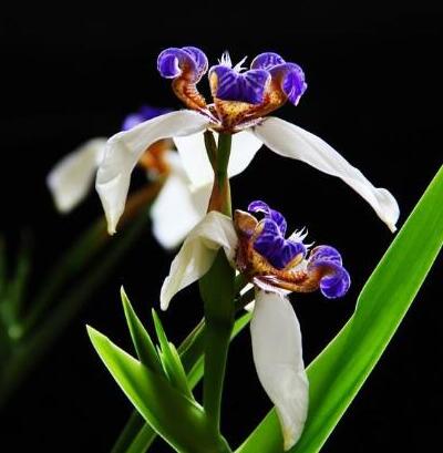 巴西鳶尾有毒為什么人們還是喜歡養(yǎng)？