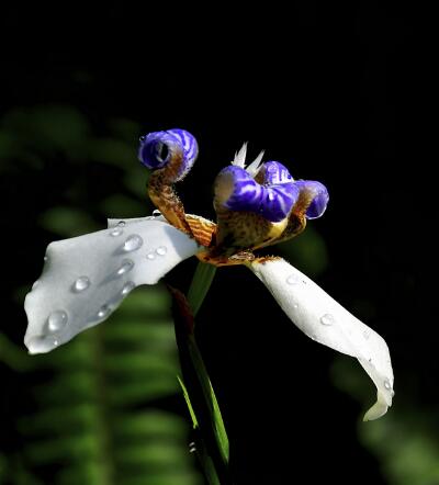 巴西鳶尾有毒為什么人們還是喜歡養(yǎng)？