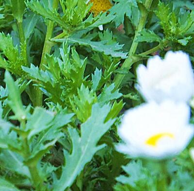 白晶菊和雛菊的區(qū)別？圖文對(duì)比一看就明了