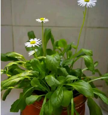 白晶菊和雛菊的區(qū)別？圖文對(duì)比一看就明了