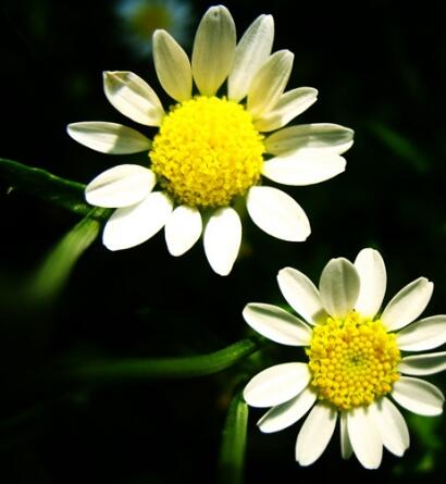 白晶菊和雛菊的區(qū)別？圖文對(duì)比一看就明了