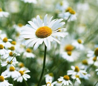 白晶菊和雛菊的區(qū)別？圖文對(duì)比一看就明了