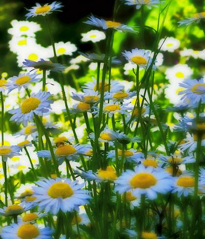 白晶菊和雛菊的區(qū)別？圖文對(duì)比一看就明了