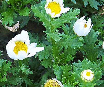 白晶菊和雛菊的區(qū)別？圖文對(duì)比一看就明了