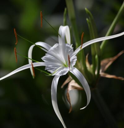 水鬼蕉有毒為什么很多花友還是喜歡養(yǎng)?