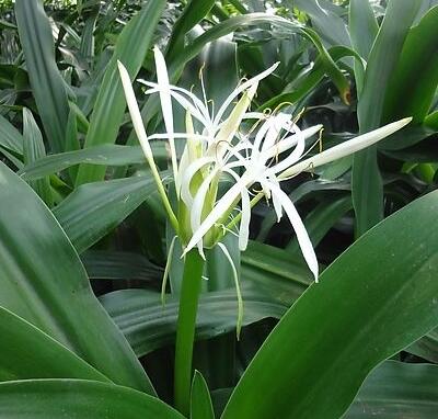 水鬼蕉有毒為什么很多花友還是喜歡養(yǎng)?