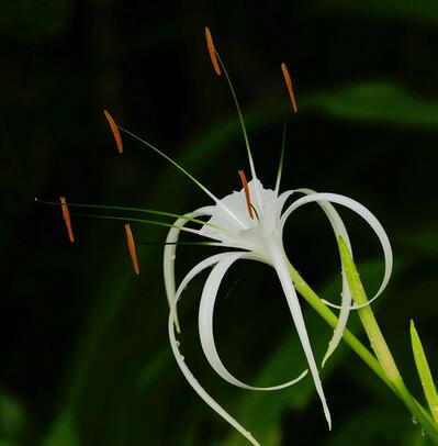 水鬼蕉有毒為什么很多花友還是喜歡養(yǎng)?