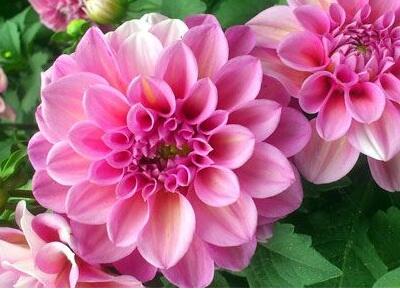 大麗花背叛之花！為什么？