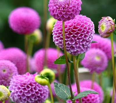 大麗花背叛之花！為什么？