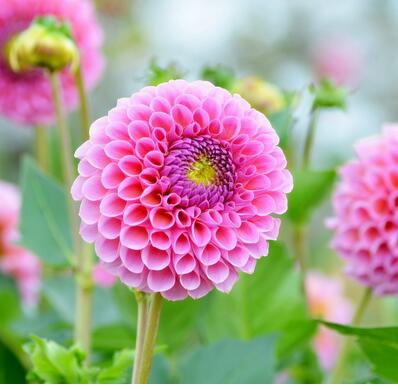 大麗花背叛之花！為什么？