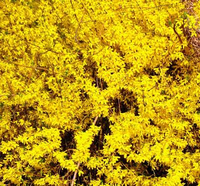 假連翹是連翹嗎？說說它們的區(qū)別！