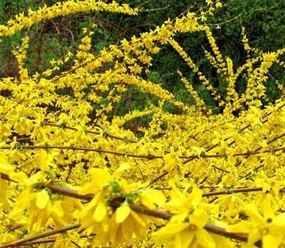 假連翹是連翹嗎？說說它們的區(qū)別！