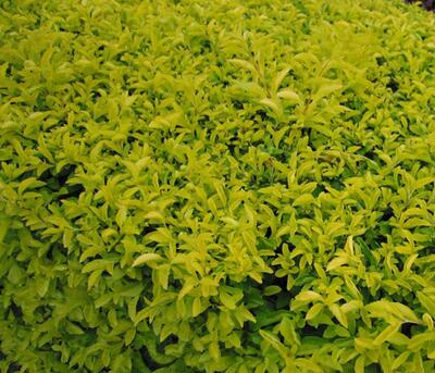 假連翹是連翹嗎？說說它們的區(qū)別！