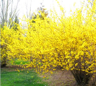 假連翹是連翹嗎？說說它們的區(qū)別！