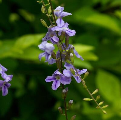 假連翹是連翹嗎？說說它們的區(qū)別！
