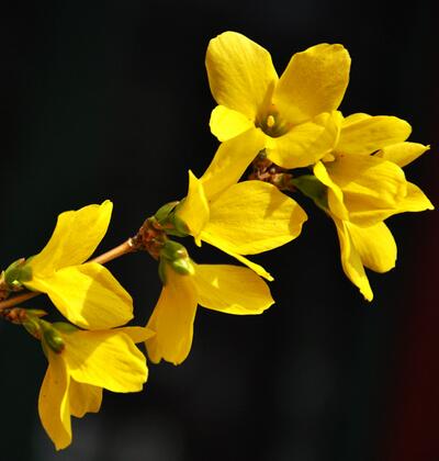 假連翹是連翹嗎？說說它們的區(qū)別！