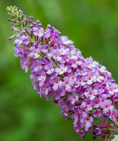 醉魚草如何醉魚？聽小編細細道來