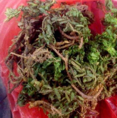 醉魚草如何醉魚？聽小編細細道來