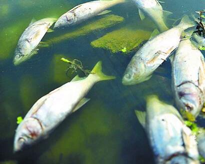 醉魚草如何醉魚？聽小編細細道來