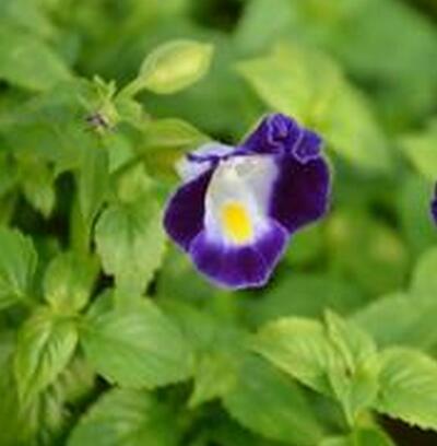 夏堇養(yǎng)殖方法越冬方法大全！