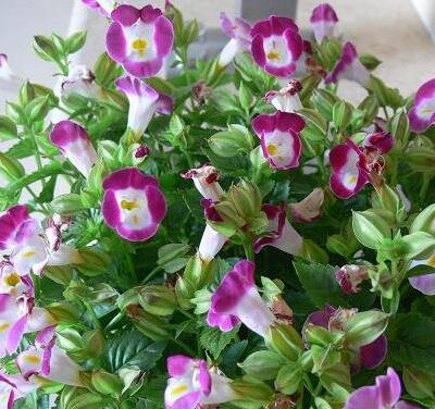 夏堇養(yǎng)殖方法越冬方法大全！