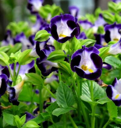 夏堇養(yǎng)殖方法越冬方法大全！