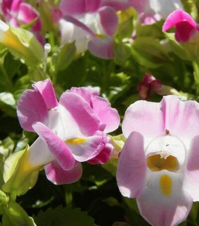 夏堇養(yǎng)殖方法越冬方法大全！