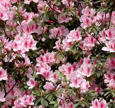 毛鵑“病了”怎么辦？專家解答！