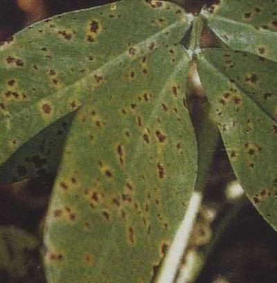 毛鵑“病了”怎么辦？專家解答！