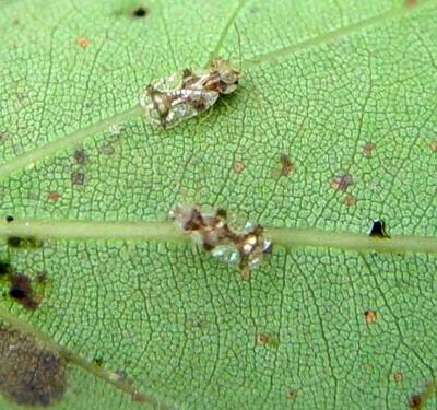 毛鵑“病了”怎么辦？專家解答！