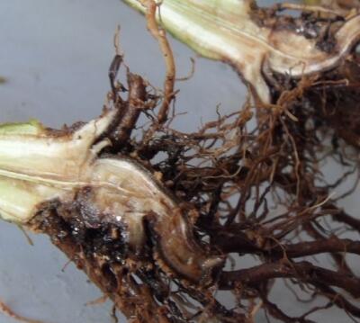 毛鵑“病了”怎么辦？專家解答！