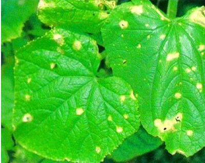 毛鵑“病了”怎么辦？專家解答！