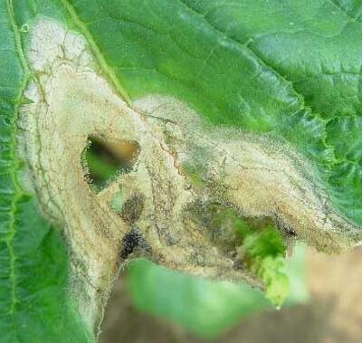 毛鵑“病了”怎么辦？專家解答！