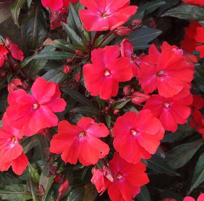 非洲鳳仙花有毒致癌？是真是假？