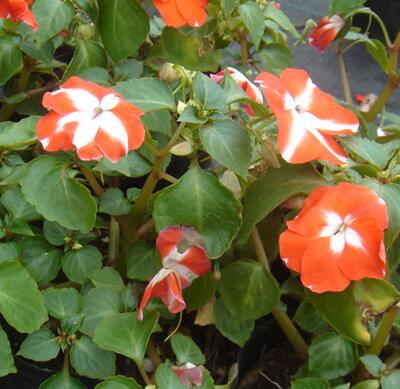 非洲鳳仙花有毒致癌？是真是假？