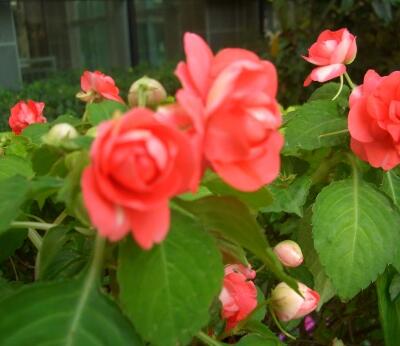 非洲鳳仙花有毒致癌？是真是假？