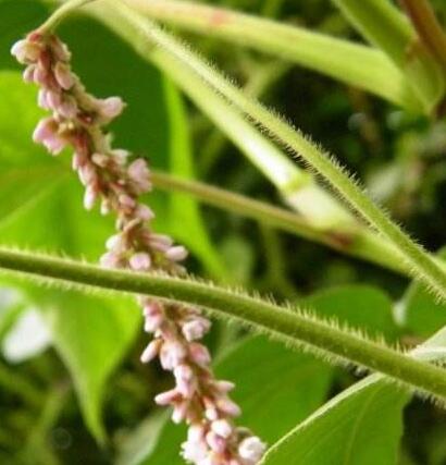 紅蓼水蓼傻傻分不清楚？小編教你怎么區(qū)別