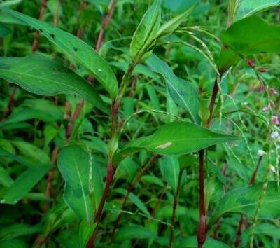 紅蓼水蓼傻傻分不清楚？小編教你怎么區(qū)別