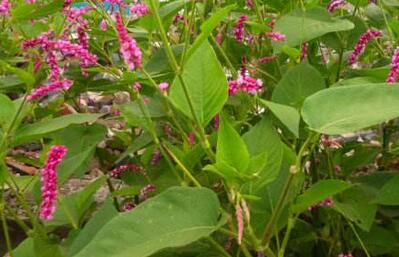 紅蓼水蓼傻傻分不清楚？小編教你怎么區(qū)別