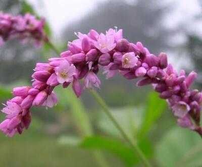 紅蓼水蓼傻傻分不清楚？小編教你怎么區(qū)別