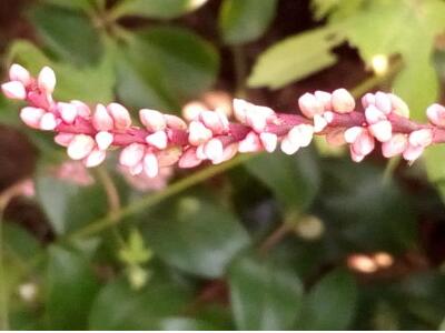 紅蓼水蓼傻傻分不清楚？小編教你怎么區(qū)別